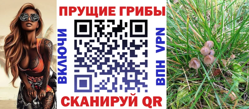 Купить где  Льгов  Галлюциногенные грибы Psilocybine cubensis 